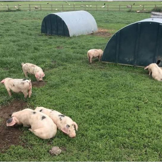 The Pig Roasting Company